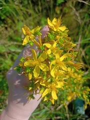 Hypericum perforatum