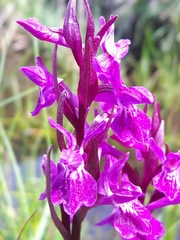 Dactylorhiza lapponica