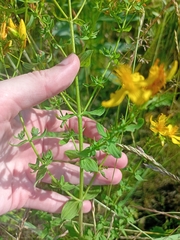 Hypericum perforatum