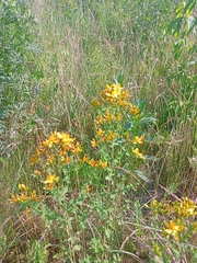 Hypericum perforatum