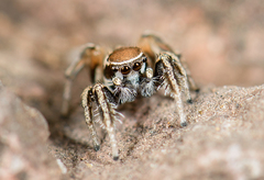 Habronattus clypeatus