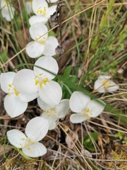 Weldenia candida