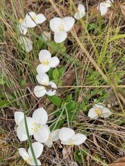 Weldenia candida