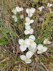 Weldenia candida