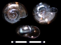 Pilsbryna vanattai