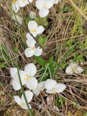Weldenia candida