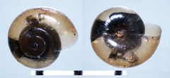 Pilsbryna vanattai