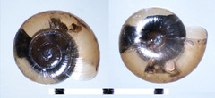 Pilsbryna vanattai