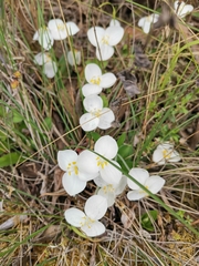 Weldenia candida