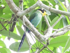 Psarisomus dalhousiae