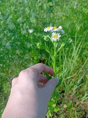 Erigeron annuus