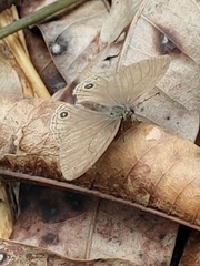 Cissia themis