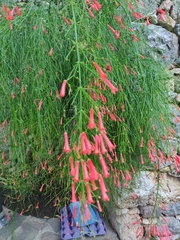 Russelia equisetiformis