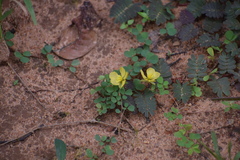 Chamaecrista kleinii