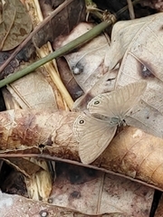 Cissia themis