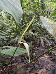 Anthurium ochranthum