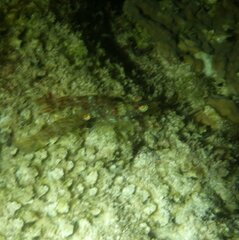 Metapenaeopsis goodei