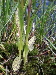 Dactylorhiza lapponica