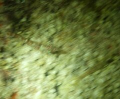 Metapenaeopsis goodei