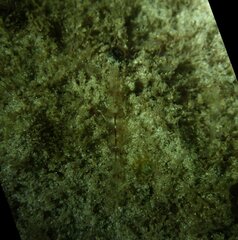 Metapenaeopsis goodei