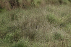 Xenospiza baileyi