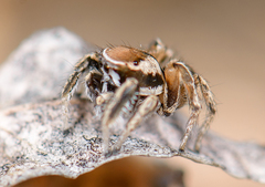 Habronattus clypeatus