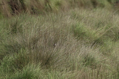 Xenospiza baileyi