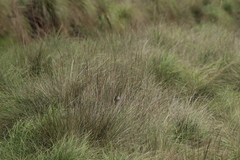 Xenospiza baileyi