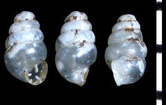 Gastrocopta pentodon