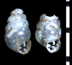 Gastrocopta pentodon