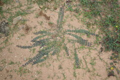 Andrographis serpyllifolia