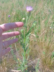 Carduus acanthoides