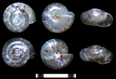 Guppya sterkii