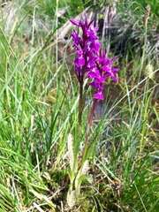 Dactylorhiza lapponica