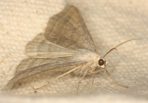 Erebidae