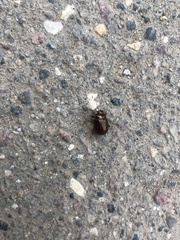 Chrysolina staphylaea