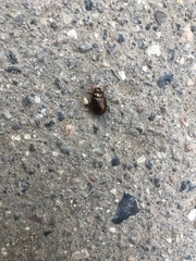 Chrysolina staphylaea