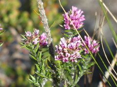 Amphithalea ericifolia