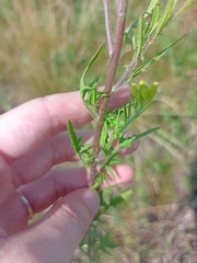 Sisymbrium loeselii