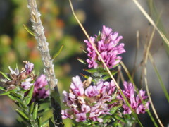 Amphithalea ericifolia