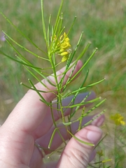Sisymbrium loeselii