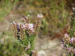 Amphithalea ericifolia