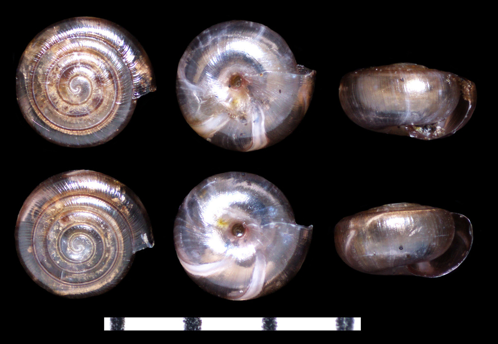 Lamellate Supercoil Snail