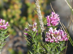 Amphithalea ericifolia