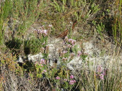 Amphithalea ericifolia