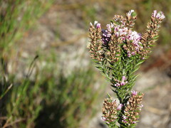 Amphithalea ericifolia