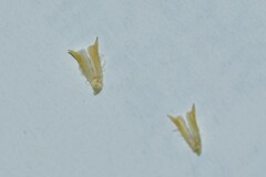 Phleum pratense bertolonii