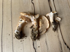 Hydnum subtilior