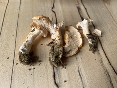 Hydnum subtilior