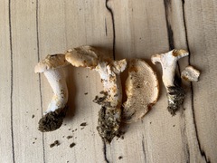 Hydnum subtilior
